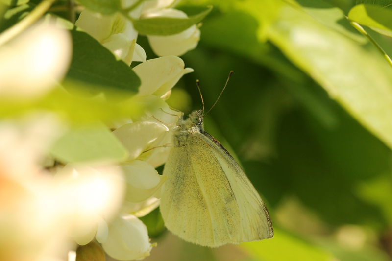 Pieris rapae o mannii?  P. rapae !